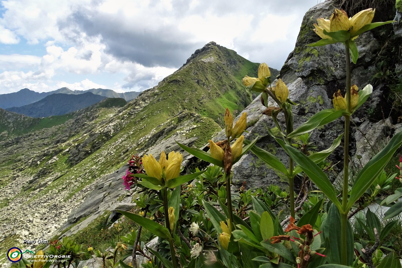 47 Genziana puntata (Gentiana punctata) per il Monte Tartano.JPG